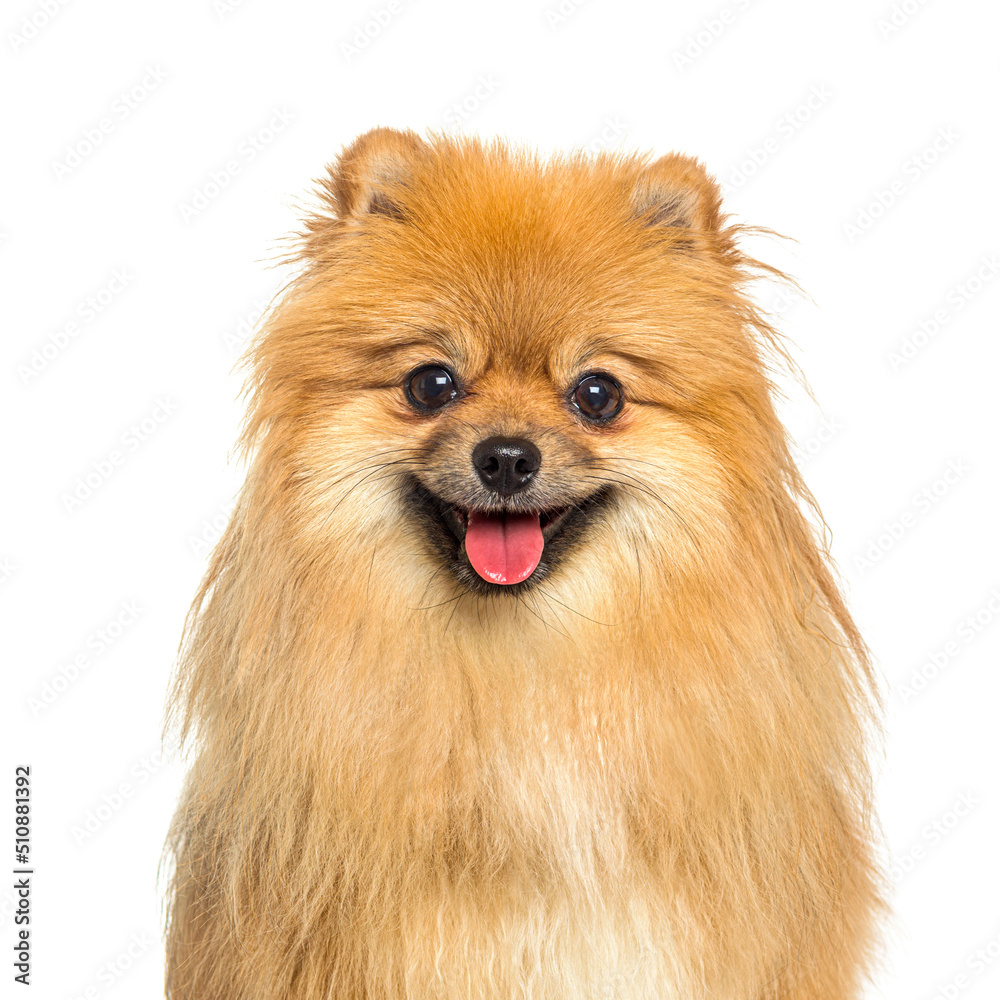 Head shot of a Red Pomeranian dog panting