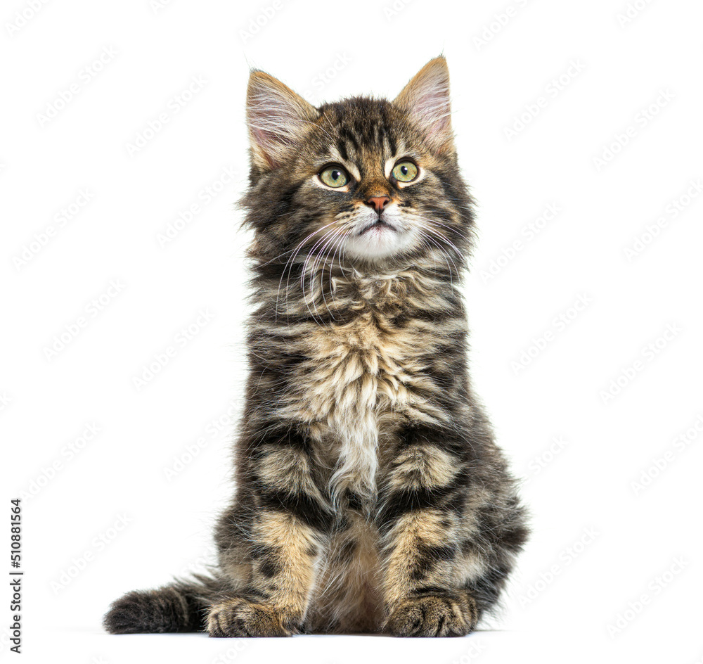 Maine Coon kitten nine weeks old, sitting isolated on white Maine Coon kitten nine weeks old, sitting isolated on white