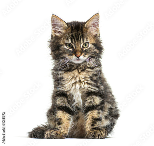 Fotobehang Maine Coon kitten nine weeks old, sitting isolated on white