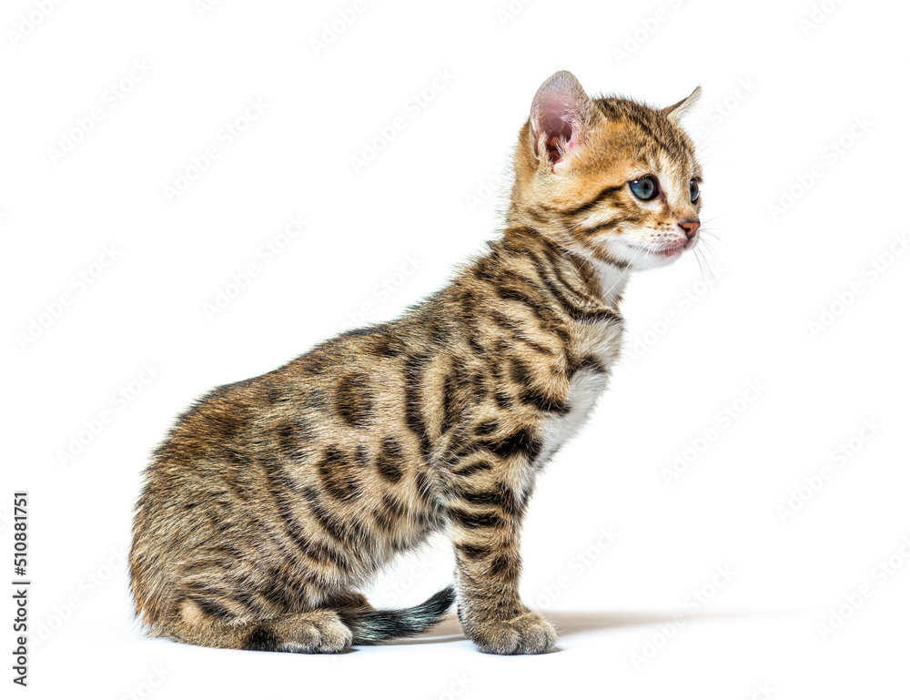Bengal cat kitten sitting, six weeks old, isolated on white