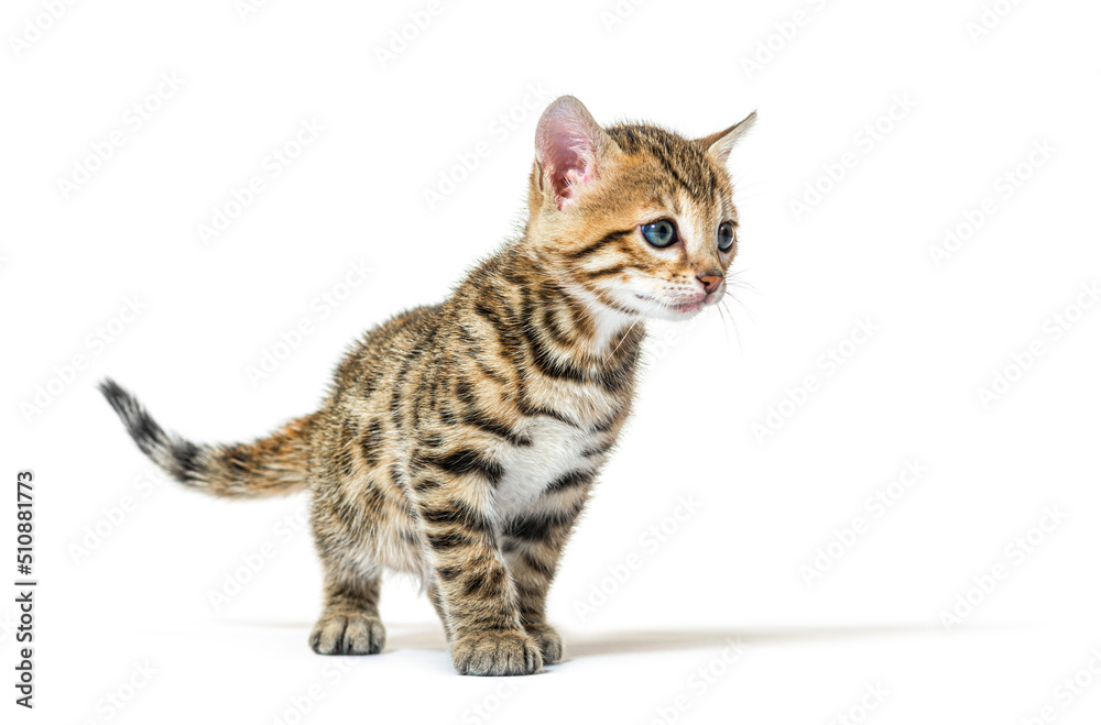 Fototapeta premium Bengal cat kitten standing in front, six weeks old, isolated on