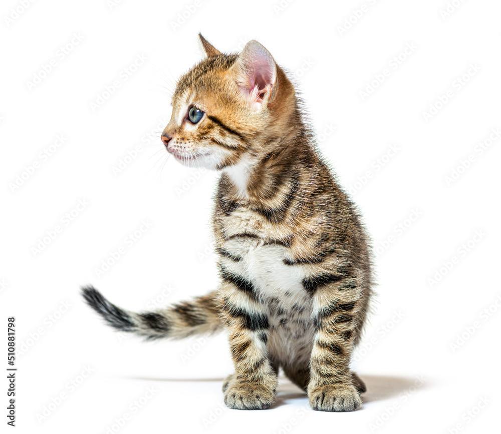 Bengal cat kitten sitting and looking away, six weeks old, isola
