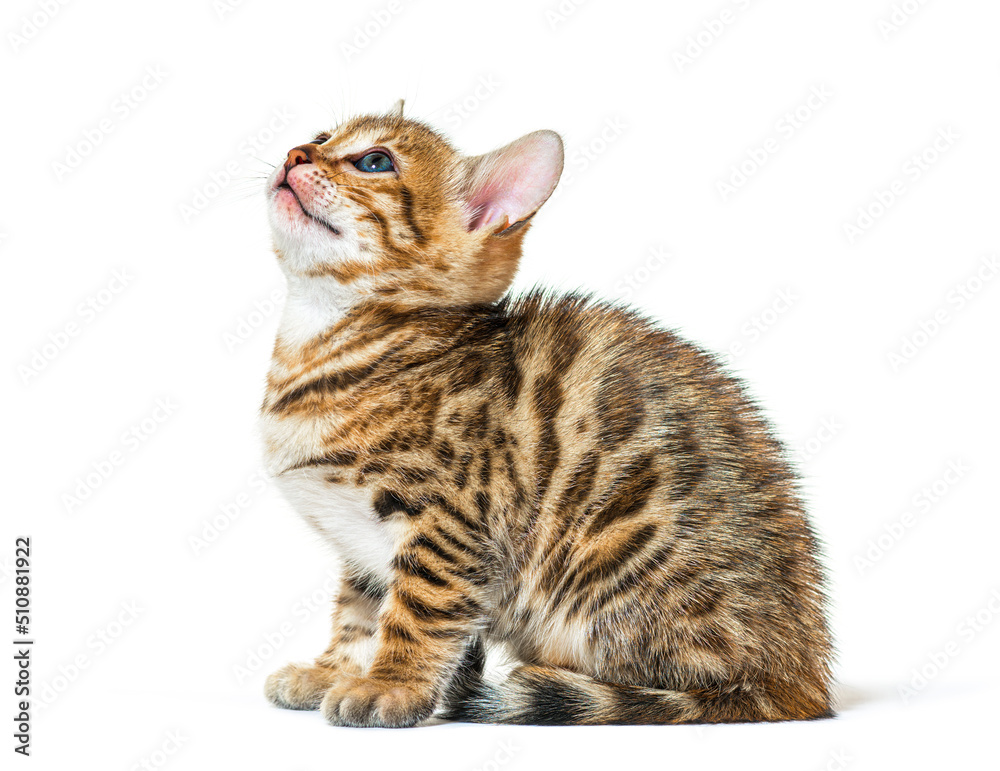 Bengal cat kitten looking up, six weeks old, isolated on white Bengal cat kitten looking up, six weeks old, isolated on white