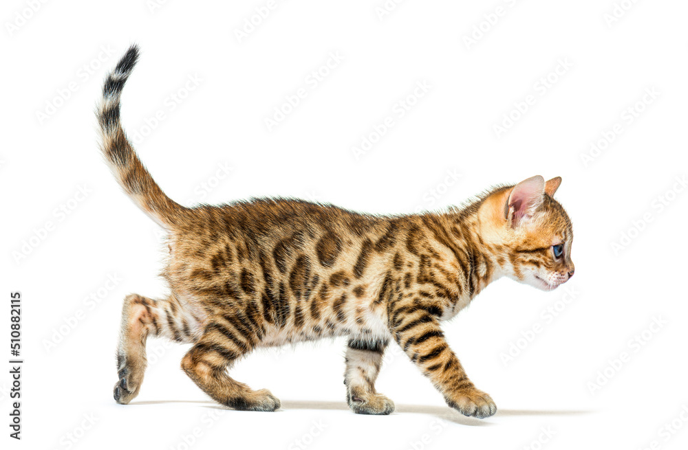 Walking bengal cat kitten, six weeks old, isolated on white