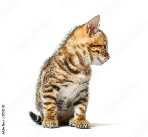 Bengal cat kitten looking away, six weeks old, isolated on whit