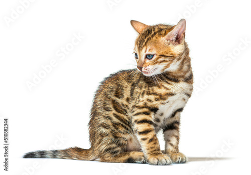 Bengal cat kitten sitting and looking away  six weeks old  isolated on white