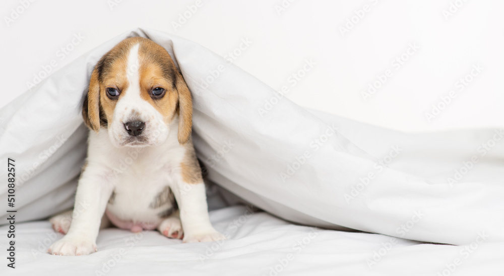 Little beagle puppy lying under a blanket at home Little beagle puppy lying under a blanket at home