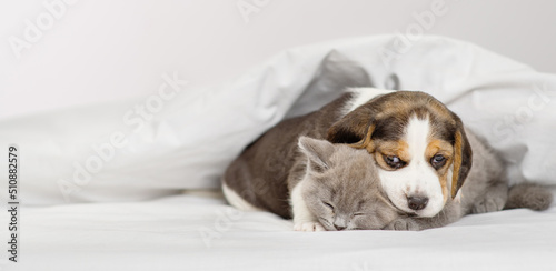 Fototapeta Naklejka Na Ścianę i Meble -  Beagle puppy hugging gray british kitten under white blanket at home in bedroom