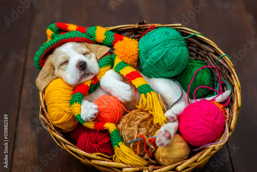 A cute beagle puppy in a knitted hat lying in a wicker basket with balls for knitting on a dark wooden background. Top view.