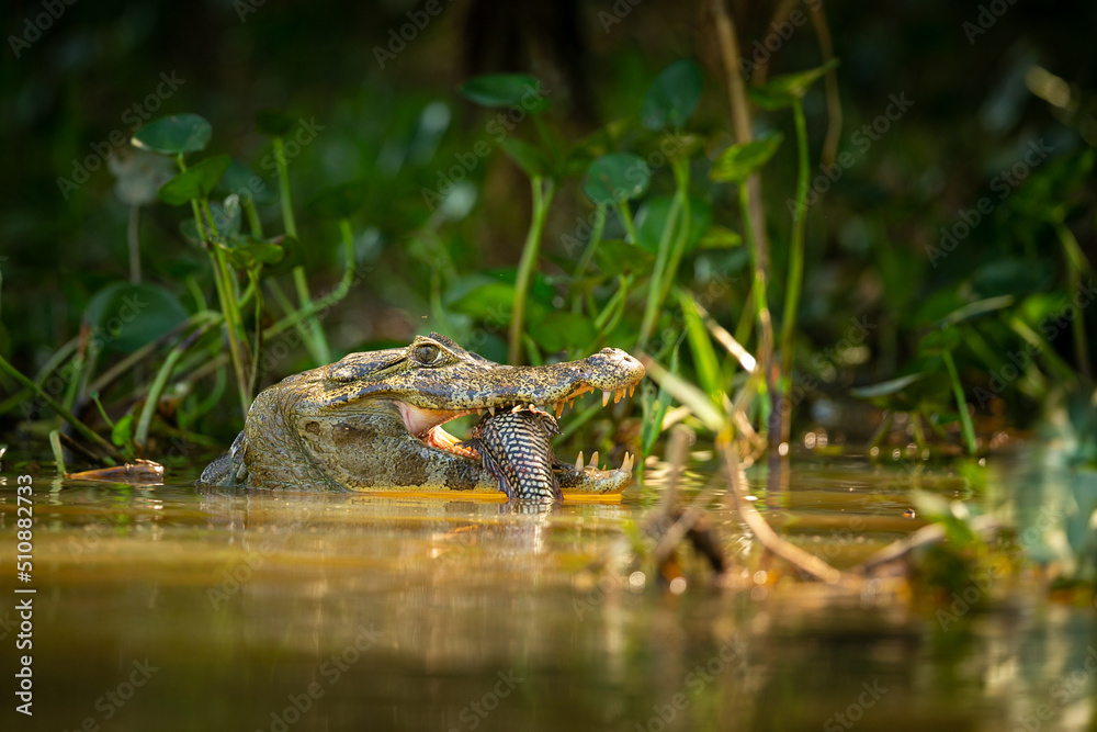 Wild caiman with fish in mouth in the nature habitat. Wild brasil, brasilian wildlife, pantanal, green jungle, south american nature and wild, dangereous. Wild caiman with fish in mouth in the nature habitat. Wild brasil, brasilian wildlife, pantanal, green jungle, south american nature and wild, dangereous.