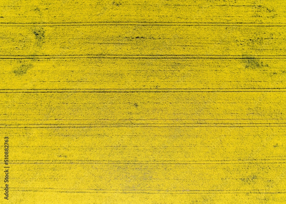 custom made wallpaper toronto digitalAbstract view to rapeseed field from drone flight.