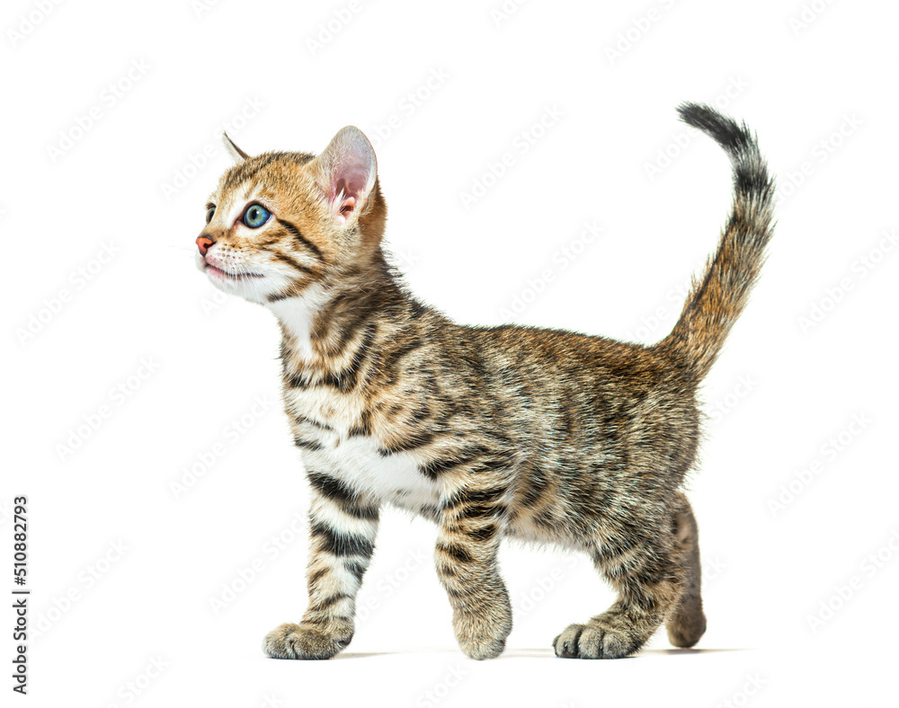 side view of a walking bengal cat kitten, six weeks old, isolate
