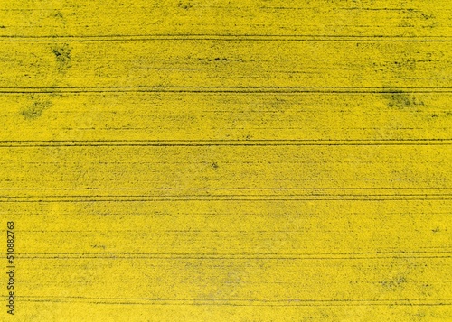 Wallpaper Mural Abstract view to rapeseed field from drone flight. Torontodigital.ca
