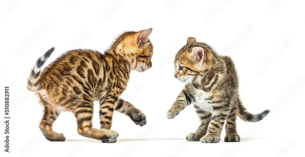 Two bengal cat kittens playing together, six weeks old, isolated