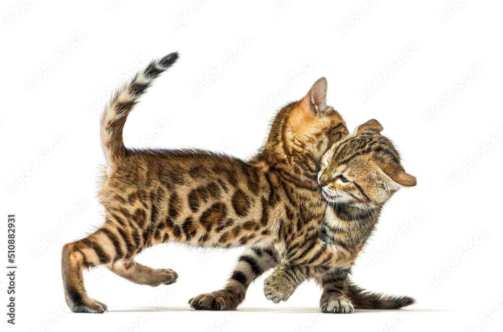 Fototapeta premium Two bengal cat kittens playing together, six weeks old, isolated on white