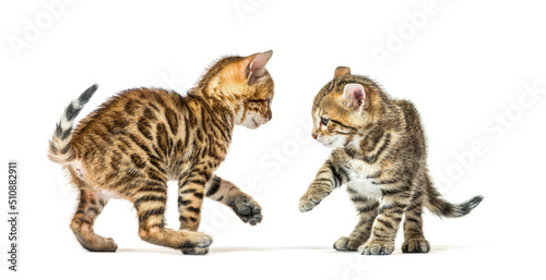 Two bengal cat kittens playing together, six weeks old, isolated