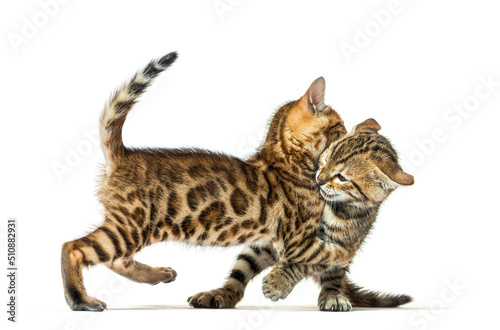 Two bengal cat kittens playing together, six weeks old, isolated on white
