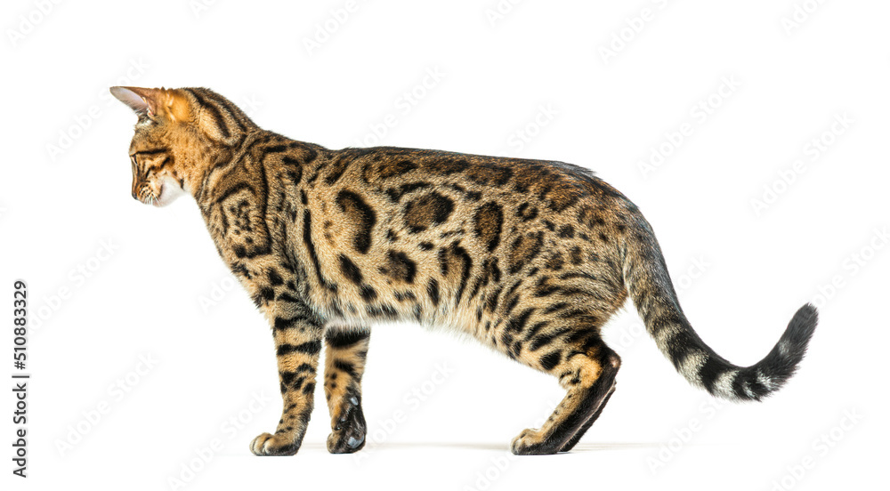 Adult bengal cat, side view, looking backwards Adult bengal cat, side view, looking backwards