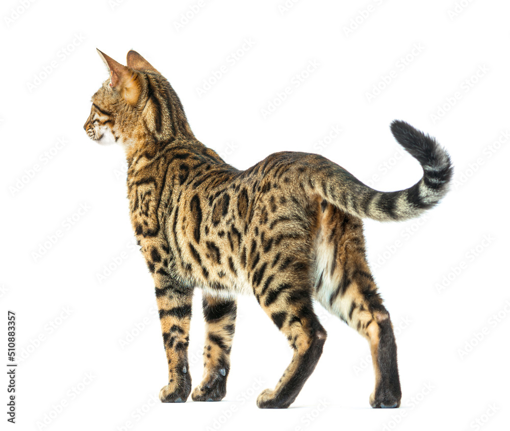 Proud adult bengal looking backwards, isolated on white