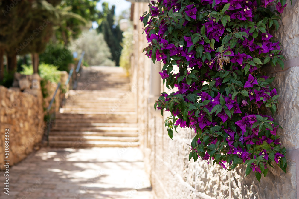 Flowers of bougainvillea hanging on ancient stone wall with blurred stone steps on the background