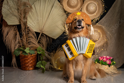 Golden retriver fantasiado de cangaceiro junino photo