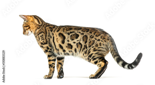 Adult bengal cat  side view  looking backwards