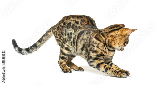 Adult bengal looking down backwards and trying to catch somethin