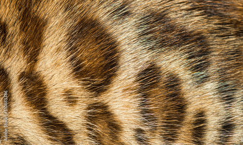 Close-up on the Bengal cat fur  Animal background