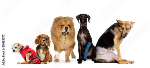 Fototapeta Naklejka Na Ścianę i Meble -  Group of sick, blind, injured, disabled dogs in a row, isolated on white