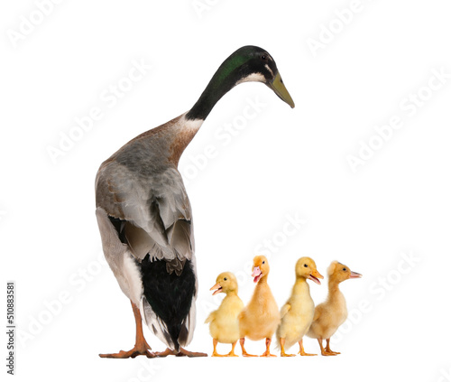 Indian Runner Duck and ducklings quacking photo