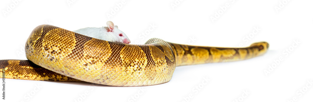 Fototapeta premium Ball python playing with a white mouse, Python regius, isolated