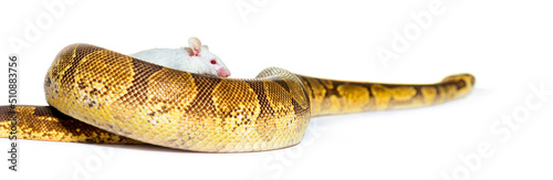 Ball python playing with a white mouse, Python regius, isolated