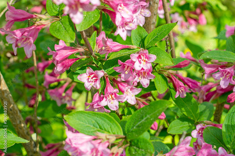 Bright pink Weigela hybrida Hort flowers with green leaves in the garden in spring. Bright pink Weigela hybrida Hort flowers with green leaves in the garden in spring.