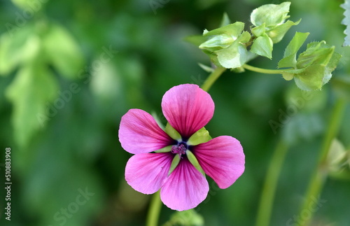 Blüte einer rosaroten Malve
