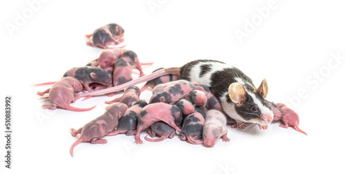 Colony of fancy mouse, six days old hairless pups and mother - M