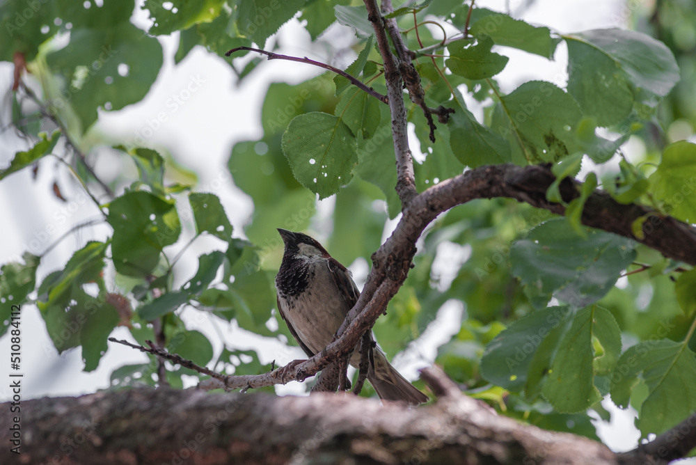 a sparrow on a green apricot tree, Eurasian Tree Sparrow - Passer montanus, common perching bird from European gardens and woodlands, Causeni, Moldova