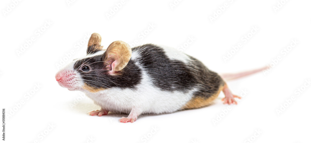 Fancy mouse - Mus musculus domestica, isolated on white