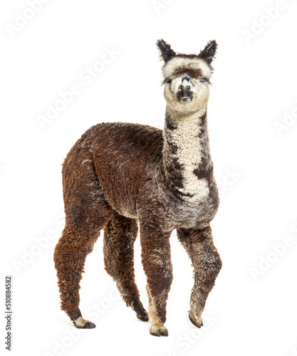 Rose grey young alpaca waliking - Lama pacos, isolated on white