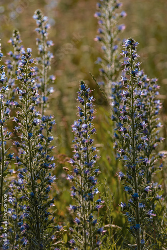 Echium vulgare, viper's bugloss, blueweed in bloom, Selective focus and natural daylight, In nature, among the wild herbs , Moldova