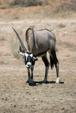 Gemsbok or South African Oryx scratching its back with its horn, Kgalagadi