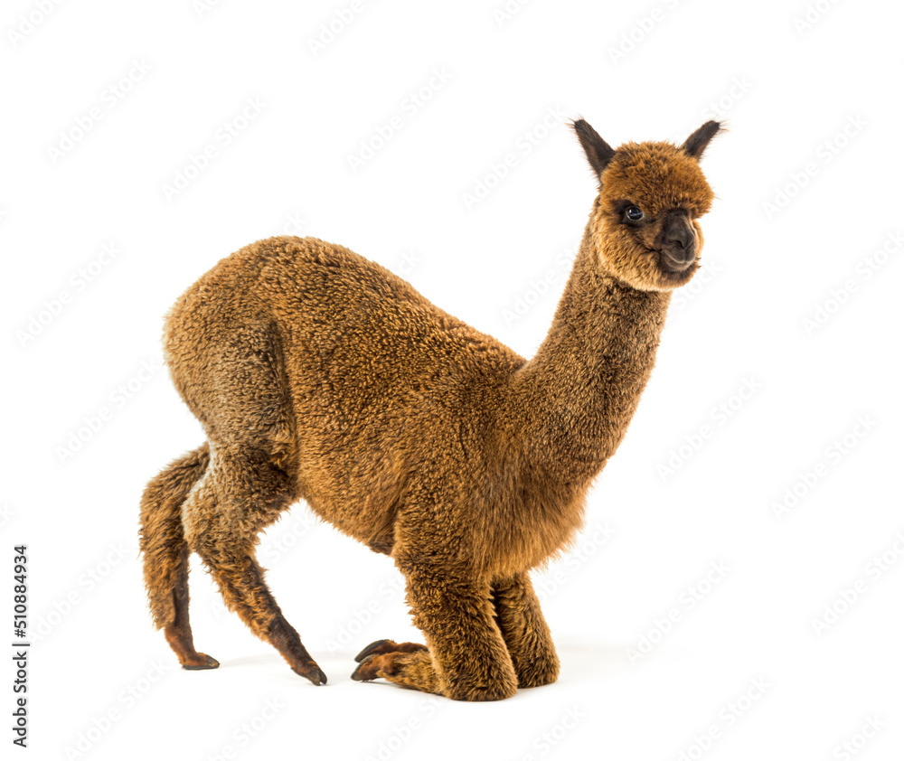 Dark brown young alpaca kneeling - Lama pacos