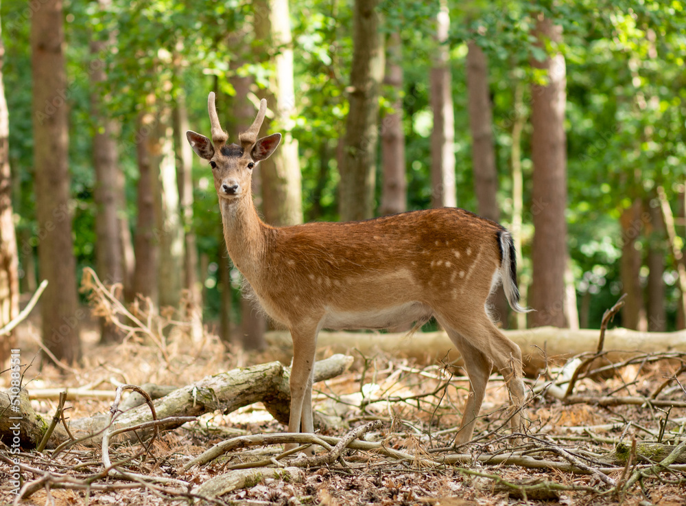 Deer in the forest, close-up shot, reserve, wild animals in the natural environment. Deer in the forest, close-up shot, reserve, wild animals in the natural environment.