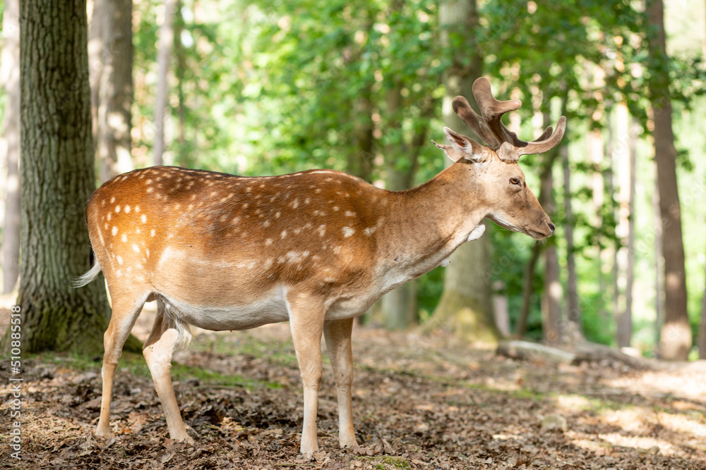 Deer in the forest, close-up shot, reserve, wild animals in the natural environment.