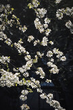 April flowers tree