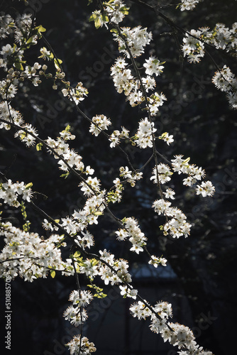 April flowers tree