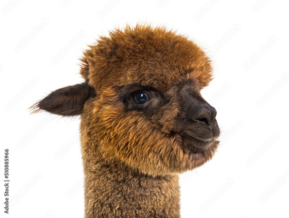 Portrait of a brown alpaca - Lama pacos, isoltaed on white Portrait of a brown alpaca - Lama pacos, isoltaed on white