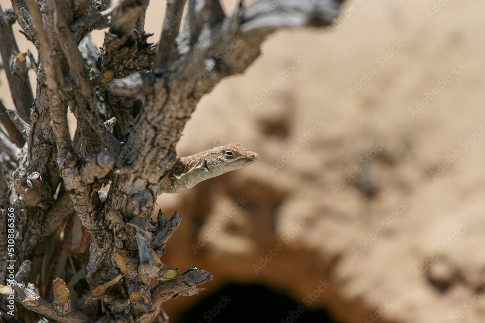 Lizard peeping from behind a tree in the Kgalagadi