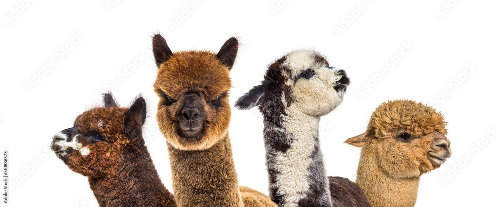 Head shot of many alpacas - Lama pacos, isoltaed on white