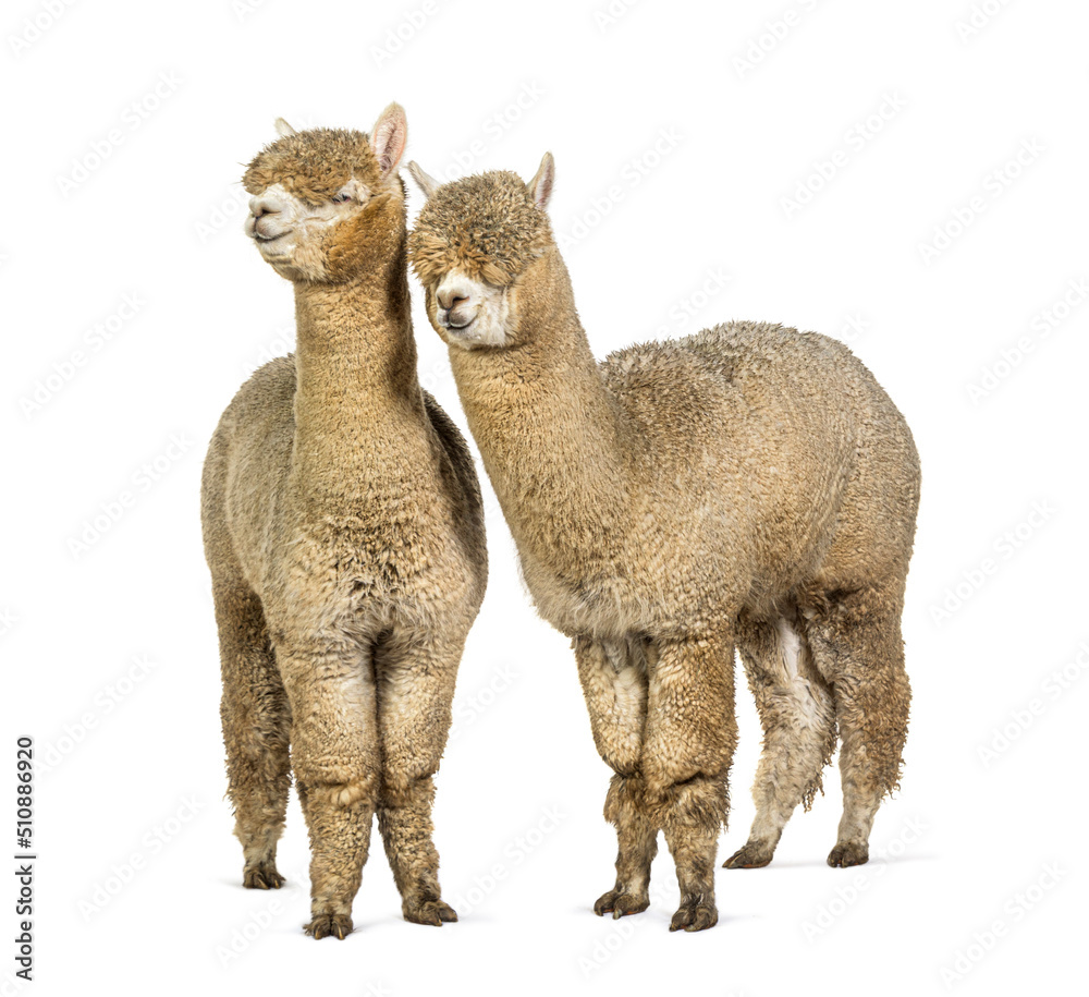 Two White alpacas in front of the camera- Lama pacos