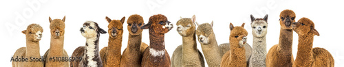 Head shot of Many colored alpaca together in a row - Lama pacos photo